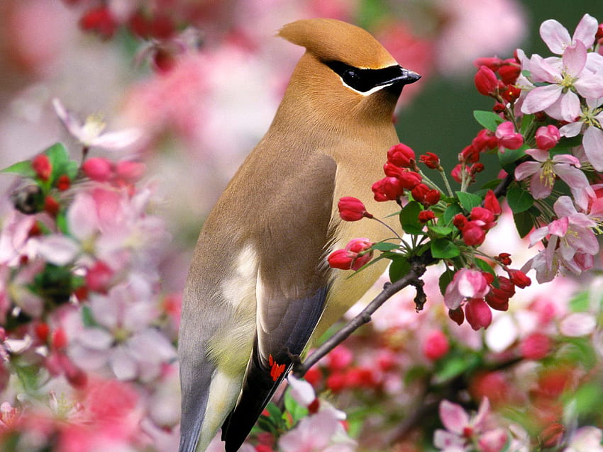 for flower lovers Flowers with, flowers and bird HD wallpaper