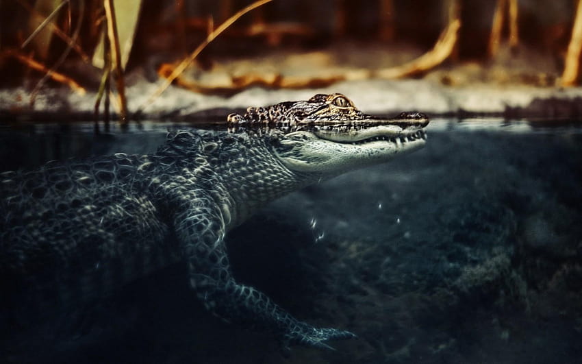 Crocodile Gallery, alligator HD wallpaper | Pxfuel