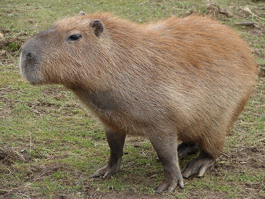 Capybara 0.59 Mb HD wallpaper