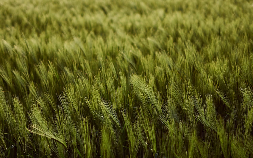 3840x2400 wheat, ears, field, green, green wheat field rain clouds sky HD wallpaper