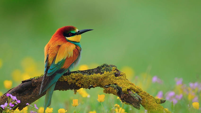 1920X1080 Pájaros, pájaro con flores. fondo de pantalla | Pxfuel