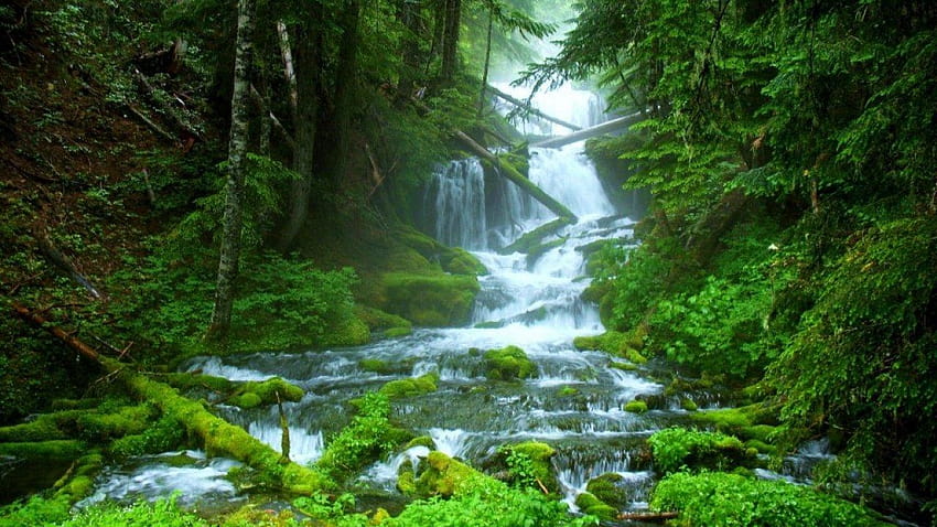 Stream, Beautiful, Forest, Nature, Waterfall, Wide, cool stream HD wallpaper
