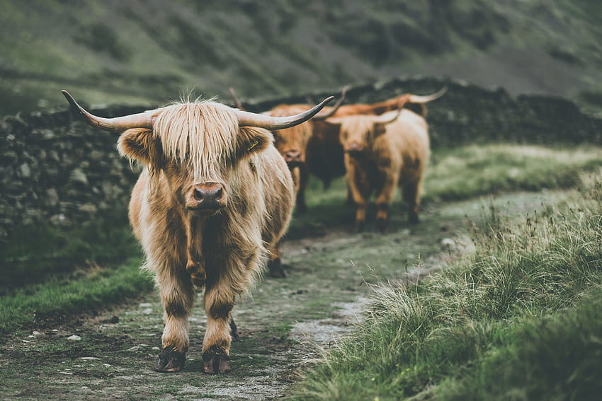 Highland Cow, jolie vache pelucheuse Fond d'écran HD