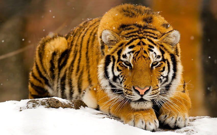 Siberian Tiger , beautiful tigers HD wallpaper