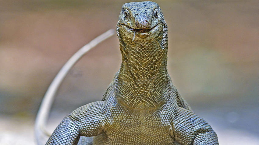 Bengal Monitor Lizard: Of Forked Tongues and Forts HD wallpaper