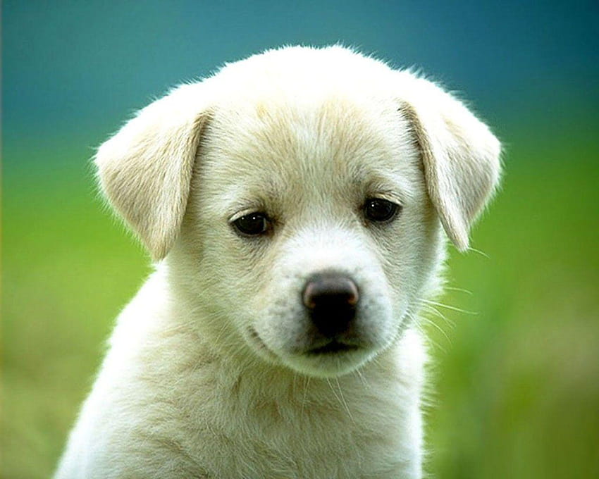 Puppy High Definition « Mobil cihazlar için uzun, sevimli köpekler ve köpek yavruları HD duvar kağıdı