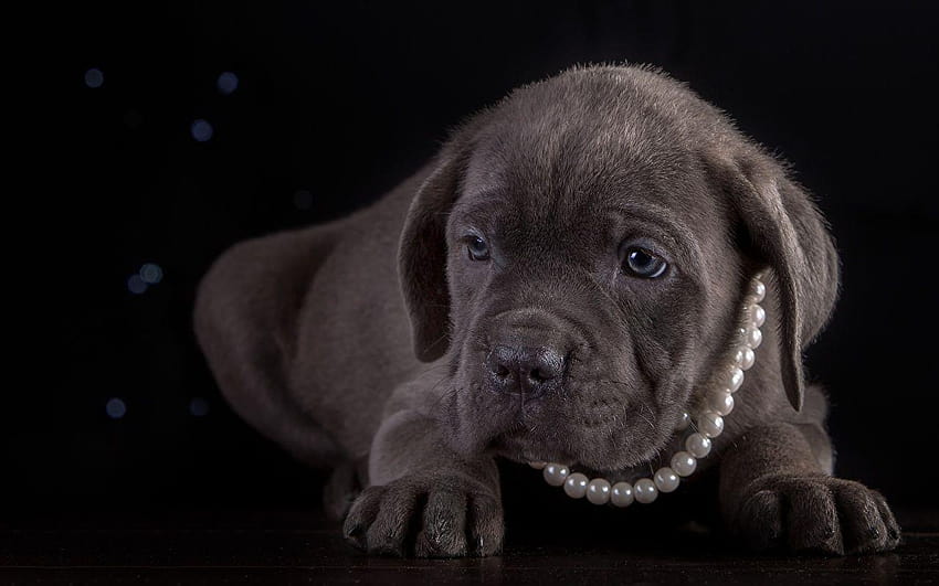 Puppy Cane Corso Dogs Pearl Paws Animals Black backgrounds HD wallpaper