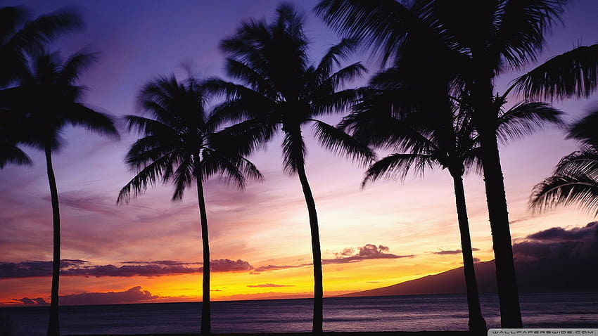 for Beach Sunset With Palm Trees, spring trees and sunset HD wallpaper