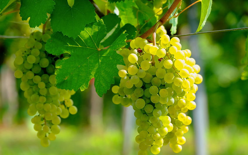 Anggur Putih, Panen, Buah-buahan, Kebun Anggur, Anggur, Sore, anggur hijau Wallpaper HD