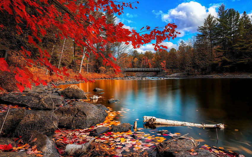 : landscape, forest, fall, anime, lake, water, rock, nature, reflection, sky, branch, river, national park, wilderness, pond, stream, spring, Bank, tree, autumn, plant, watercourse, 1920x1200 px, computer , maple leaf, state, autumn national park HD wallpaper