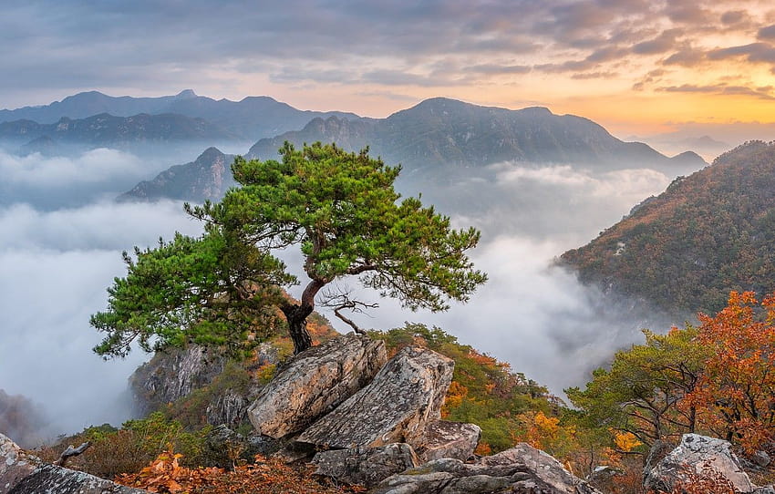 l'automne, les arbres, les montagnes, la Corée du Sud, le pin, la Corée du Sud, le parc national de Bukhansan, le parc national de Bukhansan , section пейзажи, l'automne de la Corée du Sud Fond d'écran HD