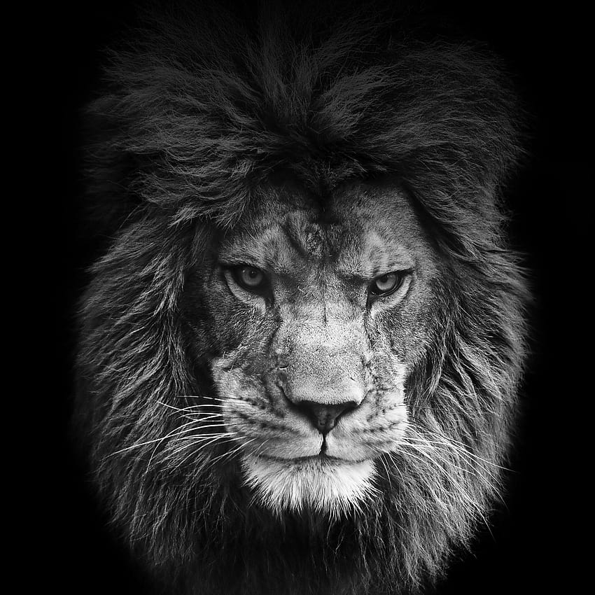 Premium Photo | Beautiful royal closeup portrait of black majestic lion eyes  extreme on dark background beauty face