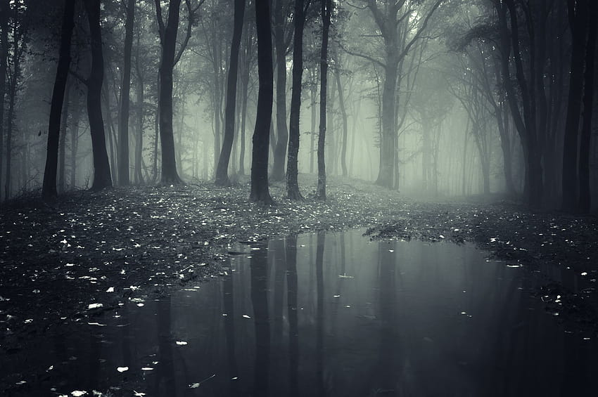 6 Haunted Forest, anime forest dark HD wallpaper