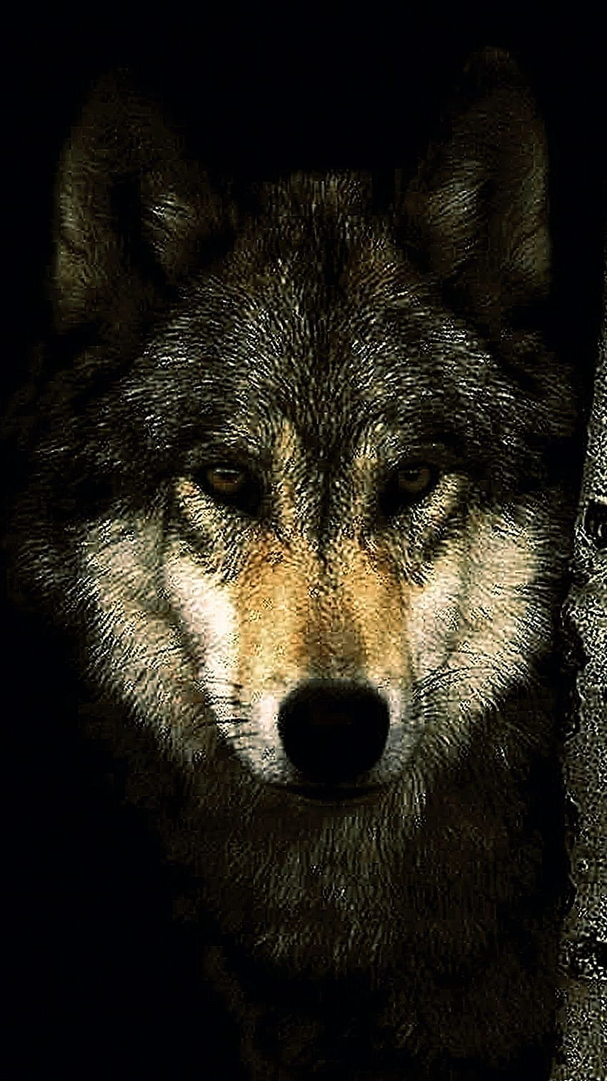 Lone Wolf Wallpaper lock screen: Wolves Wallpapers APK for Android Download