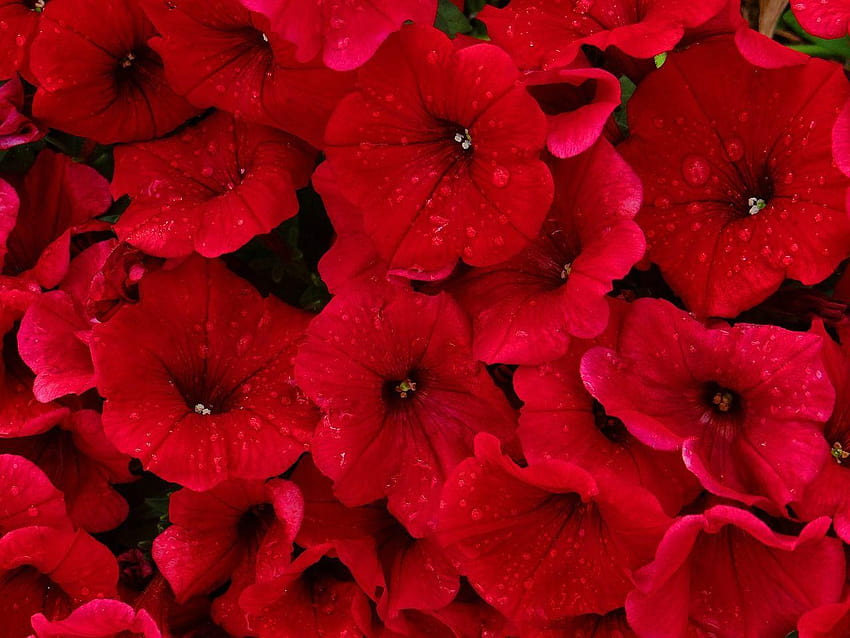 Lovely red petunias! Description of four English words that start, butterfly and petunias HD wallpaper