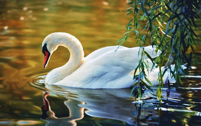 white swan, lake, birds with, white swan on the lake HD wallpaper