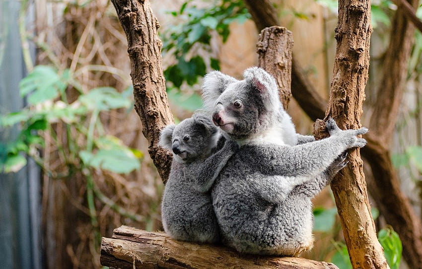 spójrz, odchodzi, gałęzie, Natura, tło, drzewo, dziecko, młode, dwa, posiedzenie, Koala, matka, uroczy, niedźwiedzie Koala , sekcja животные, małe koale Tapeta HD