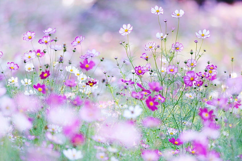 6 Campo de Flores, flores do cosmos papel de parede HD
