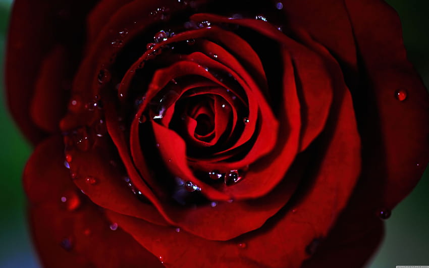 10 Top Dark Red Rose FULL For PC, single rose in darkness HD wallpaper