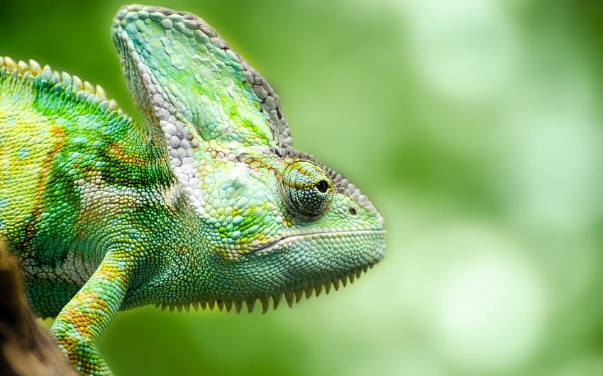 Colorful Creature Chameleon, colorful lizard HD wallpaper