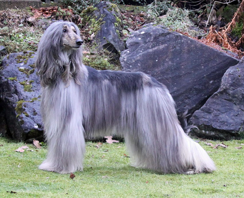 Beautiful silver Afghan Hound and . Beautiful HD wallpaper