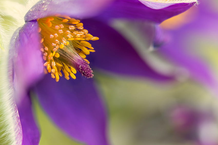 Mise au point sélective de la fleur de pulsatilla violette, pasque, fleur de pasque Fond d'écran HD