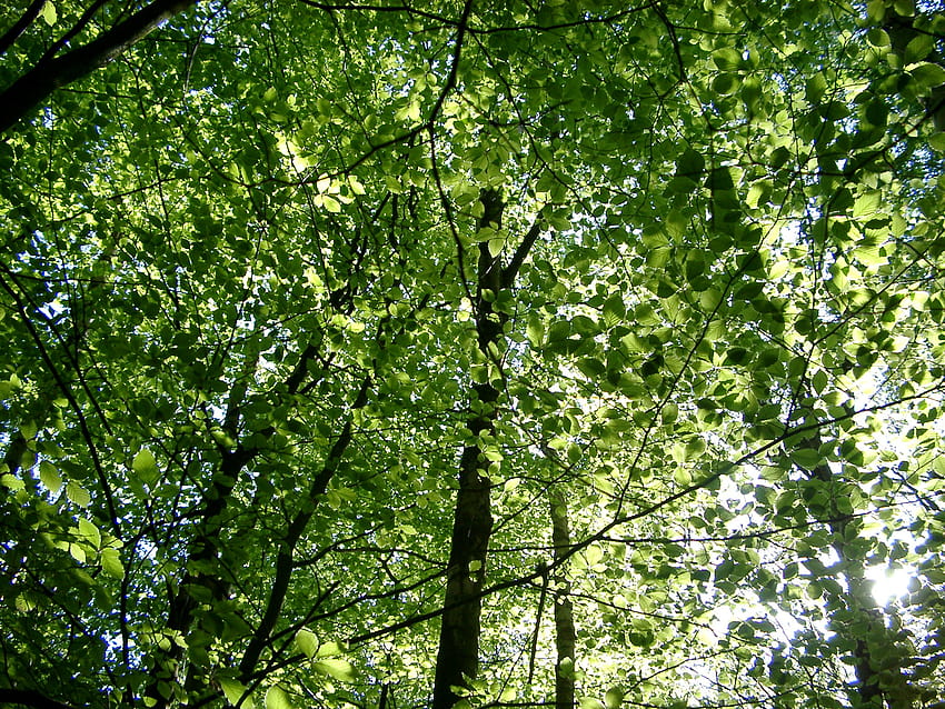 Stock of Tall Green Trees in a Forest, tall green trees forest HD ...