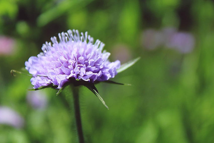 purple pincushion flower, pincushion flowers HD wallpaper