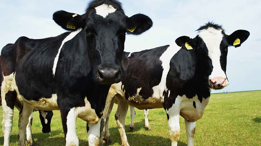 Da due tori, 9 milioni di vacche da latte, mandria di vacche jersey Sfondo HD