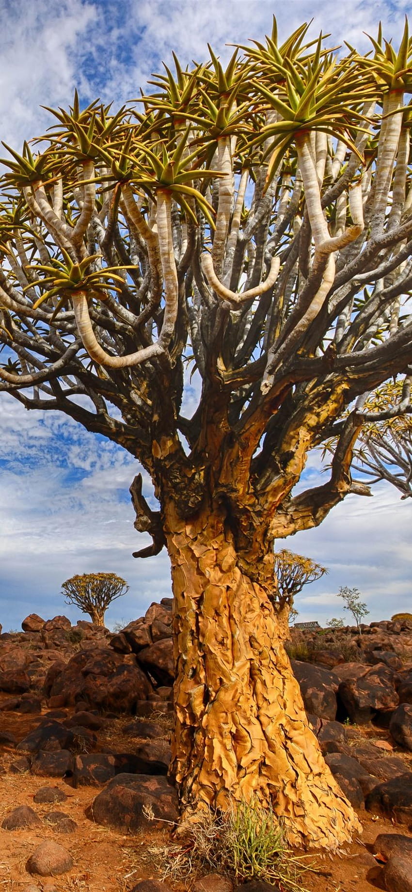 Namibia, Quiver Tree, rocks, nature 1242x2688 iPhone XS Max, quiver trees HD phone wallpaper