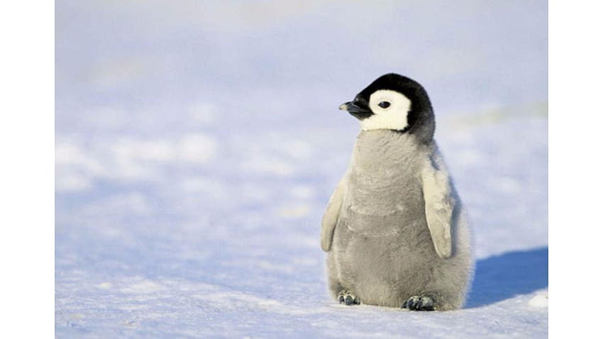 Lindo pingüino bebé, lindo pingüino fondo de pantalla
