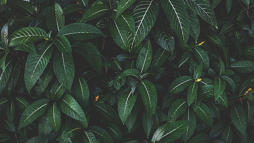 식물, 이파리, 초록, 줄무늬가 있는, 부시 HD 월페이퍼