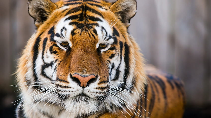 Tiger face, Wild Tiger, Closeup, , Animals / Editor's, tigers close up ...