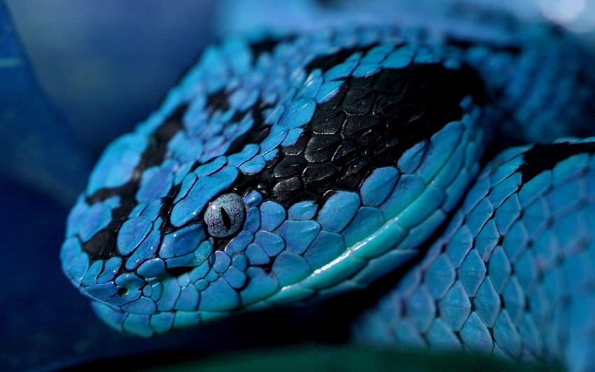 7 Whitesnake, venomous snakes HD wallpaper