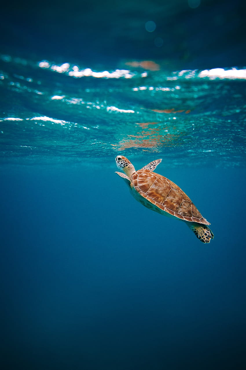 10 Sea Turtle, cute turtle summer HD phone wallpaper