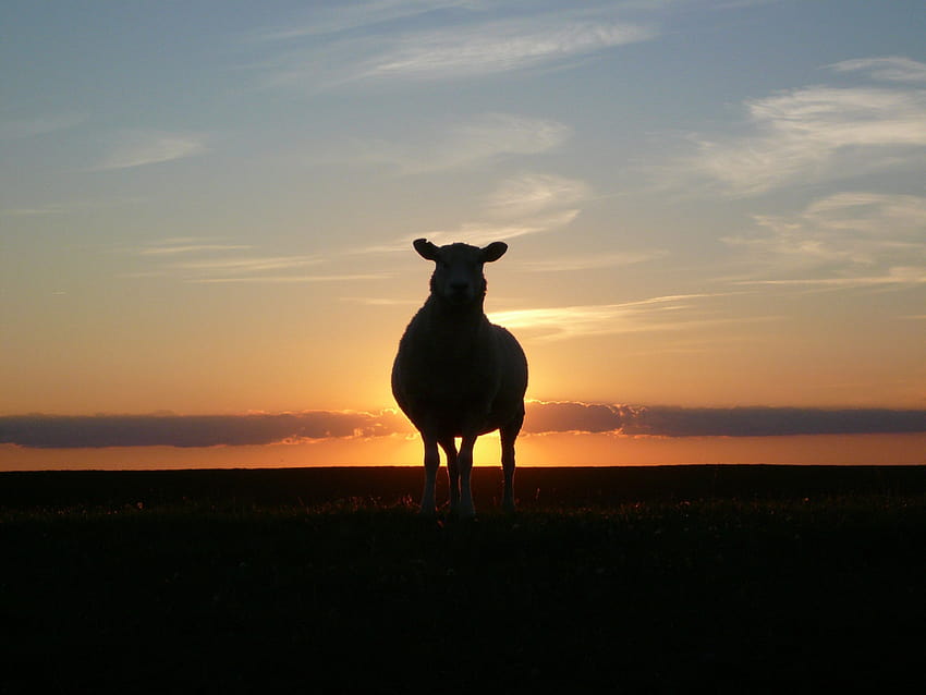 Silhouette of Cow during Sunset · Stock, sunset cow HD wallpaper