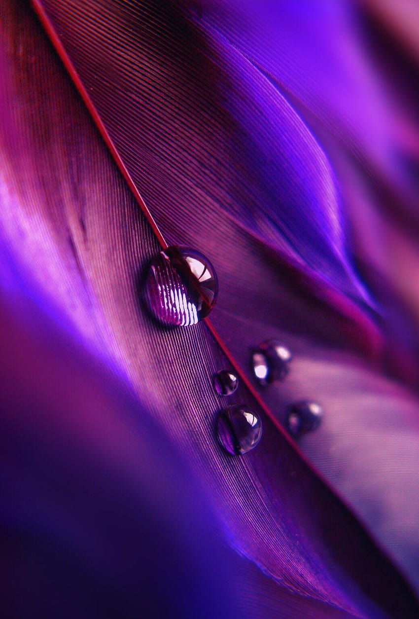 Macro~Goccioline viola, gocce d'acqua di piume nere Sfondo del telefono HD