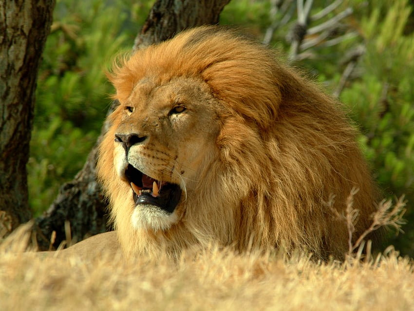 Roaring Lion, endangered animals HD wallpaper