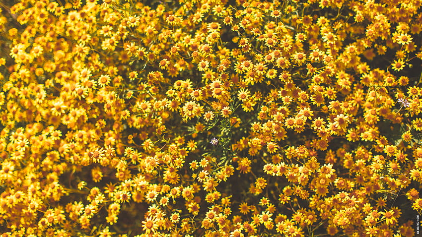 of the Month – Spring Wildflowers, mackbook spring HD wallpaper