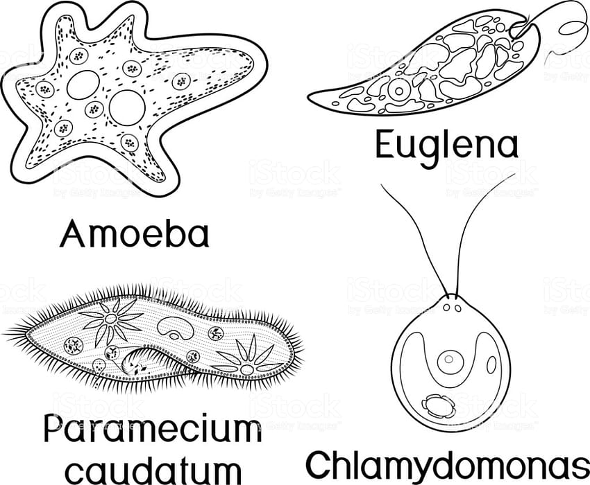 Coloring page. Set of unicellular organisms HD wallpaper