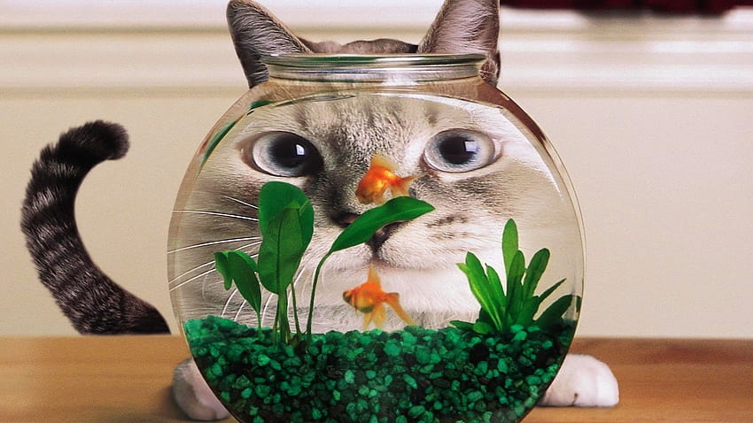 All Funny Cats [1600x1200] for your , Mobile & Tablet, silly cats HD wallpaper