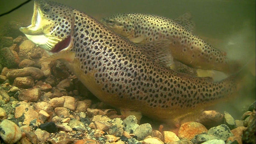 Brown Trout, speckled trout HD wallpaper