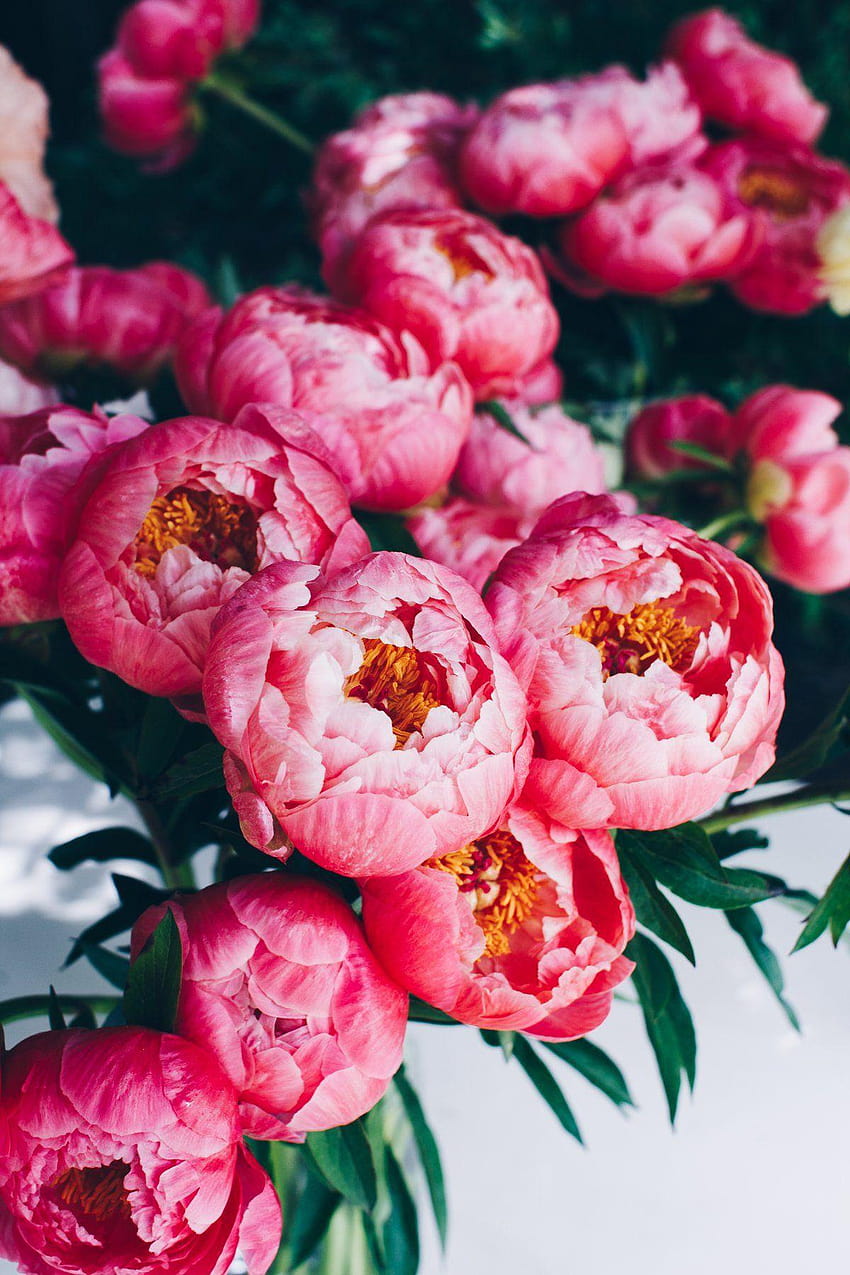 Rustic peonies bouquet HD phone wallpaper | Pxfuel