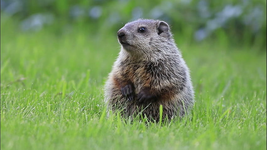 Do groundhogs get cold in the winter?, cute groundhog HD wallpaper