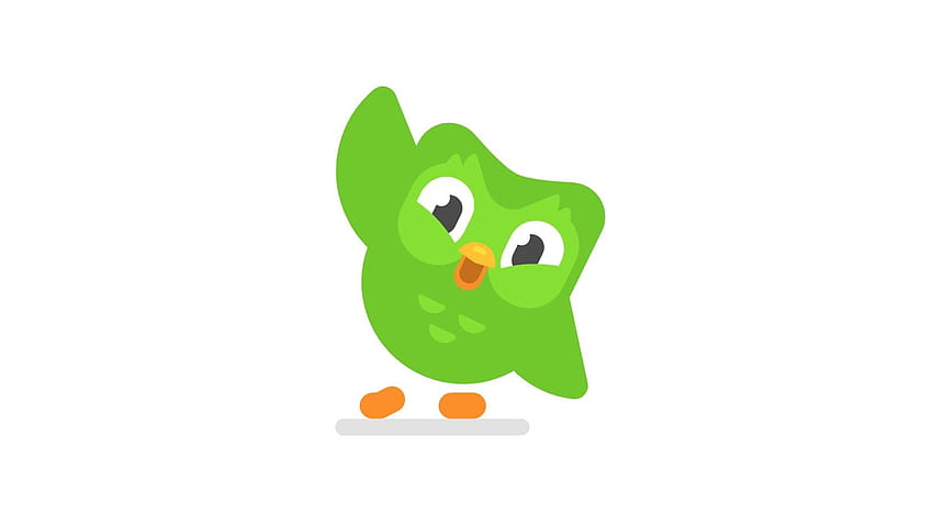 Jak motywuje mnie sowa z Duolingo, duolingo mem Tapeta HD