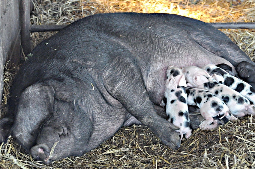 animals hay pigs piglets baby animals 2100x1395 High HD wallpaper