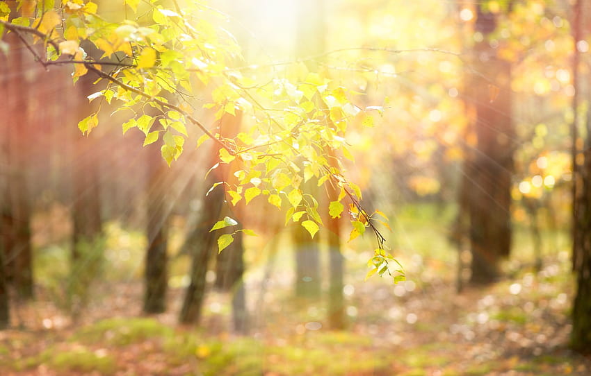 Leaves, the sun, rays, trees, branches, nature, background, tree, blur,  yellow, leaves, , full screen, , beautiful , section природа, blur tree HD  wallpaper | Pxfuel