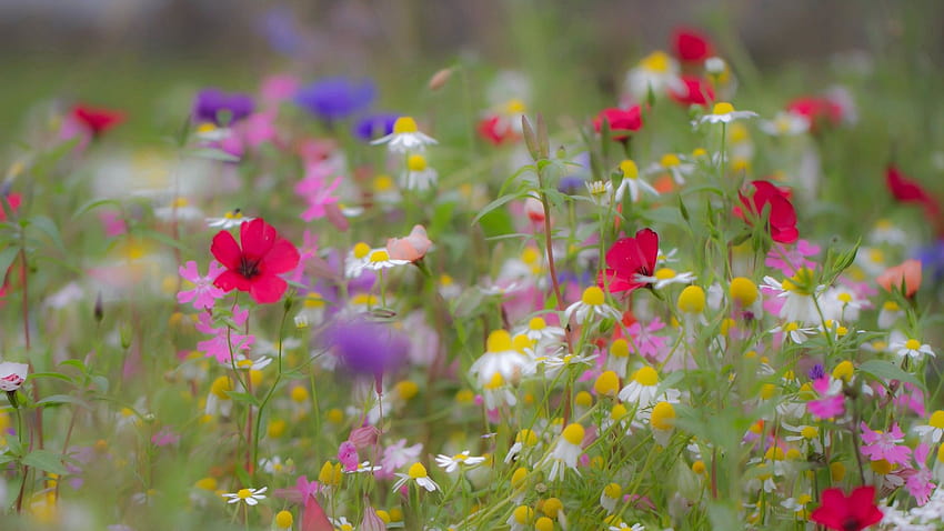 Colorful Summer Flowers In A Blur Backgrounds Flowers </a>, summer blur HD wallpaper