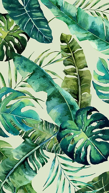 Monstera Wallpapers  Top Free Monstera Backgrounds  WallpaperAccess