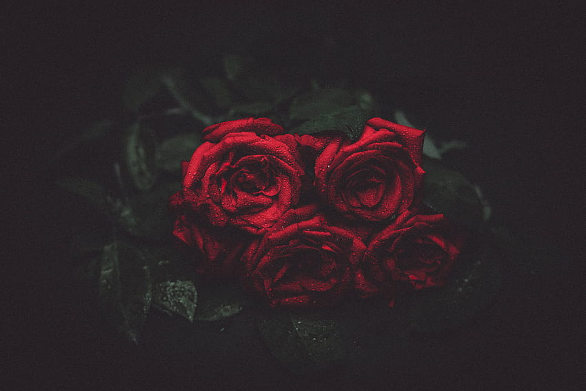 4600013, night rose HD wallpaper | Pxfuel